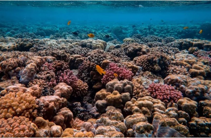 CAF impulsa la restauración de arrecifes de coral en México, Colombia, Costa Rica y Ecuador