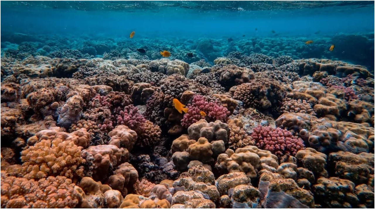 CAF impulsa la restauración de arrecifes de coral en…
