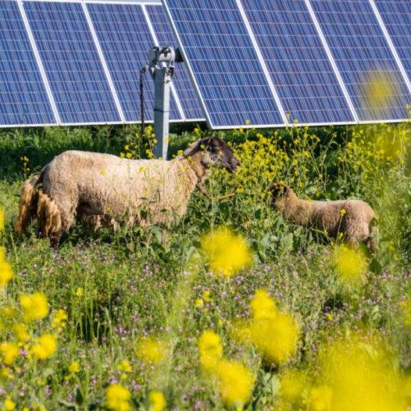 Atlas Renewable Energy inicia plan piloto ‘Pastoreo Solar’ en Chile