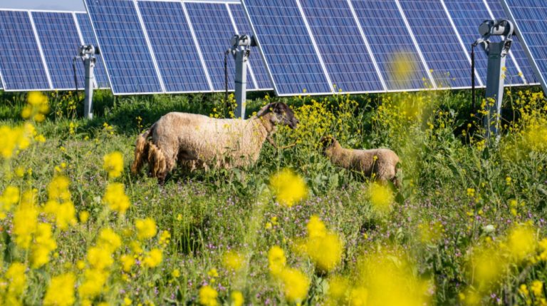 Atlas Renewable Energy inicia plan piloto ‘Pastoreo Solar’ en Chile