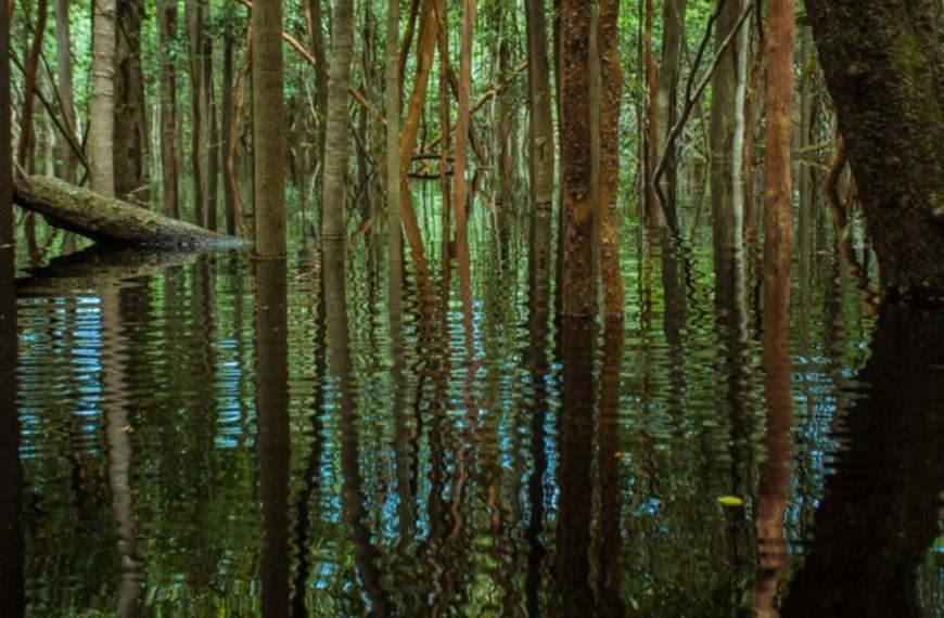 Brasil aprueba más de R$ 370 millones en compensación ambiental para Unidades de Conservación