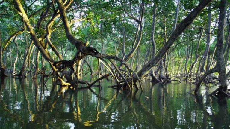 Los manglares toman protagonismo en la COP28 con participación de CAF