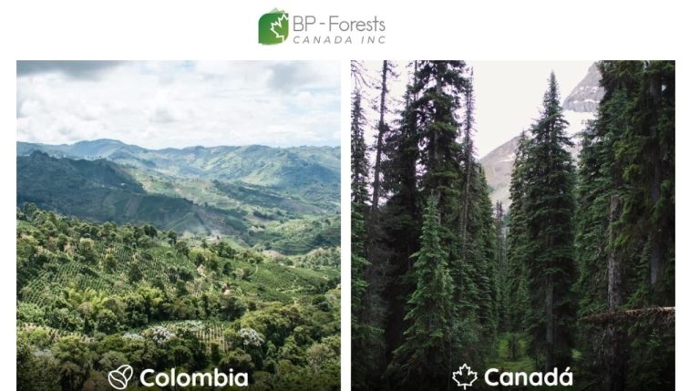 BP Forests Canadá: Líder en ingeniería ambiental y desarrollo sostenible