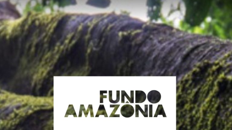Brasil: Fondo Amazonía registra récord histórico de aprobaciones en 2023