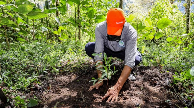 ReverdeC: El programa de Celsia que ha plantado más de 15 millones de árboles en Colombia