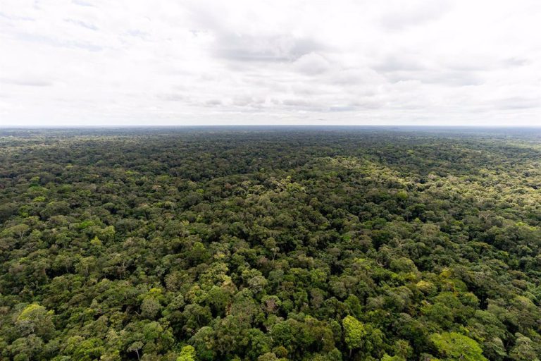 Colombia se une a fondo forestal propuesto por Brasil en la COP28