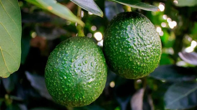 GreenYellow Colombia minimiza consumo energético y refrigerantes de Mountain Avocado