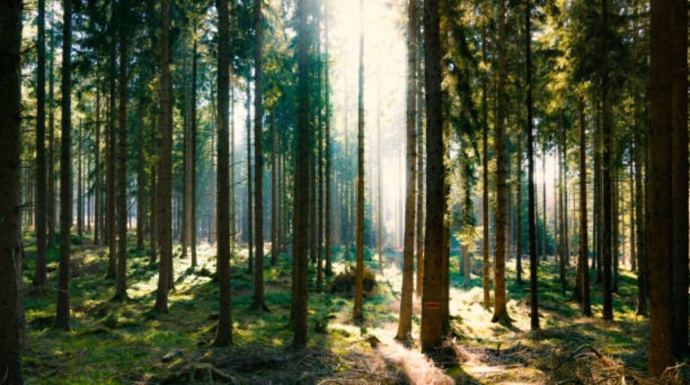 MAPFRE planta casi 500 árboles para compensar la huella de carbono emitida por su junta de accionistas