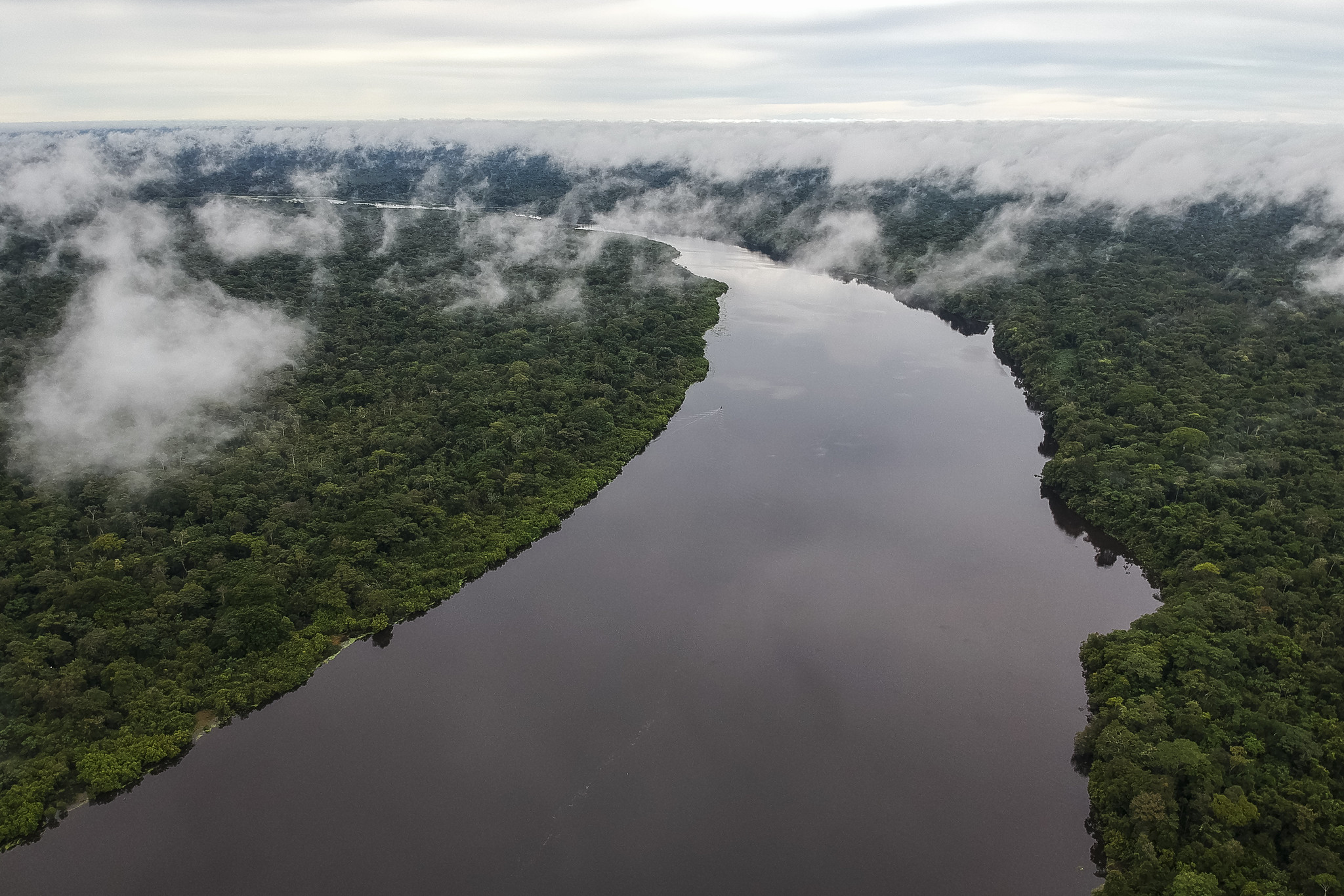 Fondo Bosques Tropicales para Siempre